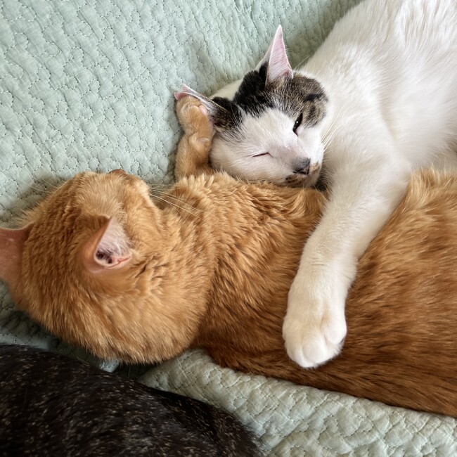 まるふくのカバー写真