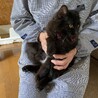 ふわふわ黒猫長毛の男の子 サムネイル2