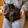ふわふわ黒猫長毛の男の子 サムネイル4