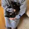 ふわふわ黒猫長毛の男の子 サムネイル6