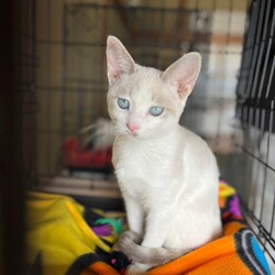 in春日井市☆続・初猫!!子猫がいる臨時譲渡会2023年1月28日（土）～ ちーむ にゃいんず