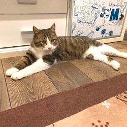 in瀬戸市☆続・初猫!!子猫がいる臨時譲渡会2023年1月28日（土）～ ちーむ にゃいんず