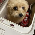 ポメプーの男の子　8ヶ月