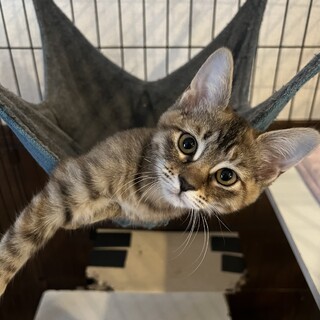 おてんばお嬢様！満（まん）ちゃん