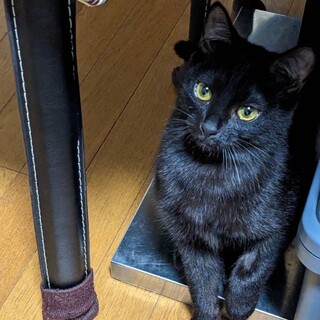 海の黒シリーズ（姉）ひじきちゃん