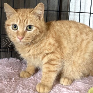 茶トラ兄弟☆剛と光一