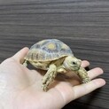 ケヅメリクガメ　（生後約半年）