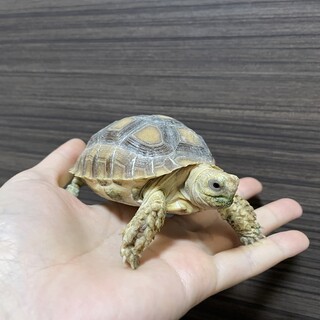 ケヅメリクガメ　（生後約半年）