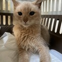 急募！ソマリ かがりちゃん 2歳