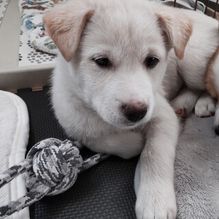 【仔犬】ニコちゃん