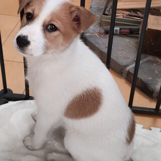 【仔犬】モコくん