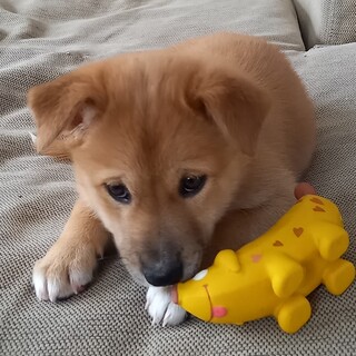 【仔犬】いなりちゃん