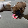 【仔犬】もずくくん サムネイル6