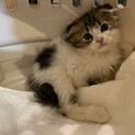 急募！スコティッシュフォールド折れ耳 おもちくん