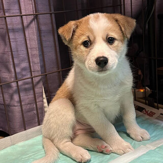 【仔犬】シャトーちゃん