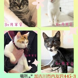 にゃんスペースとあ　ねこのお見合い会