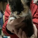 養豚場で産まれた子猫たちです。