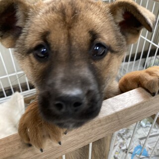 賢いモカちゃん❤