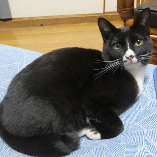 イケメン系のちびっ子ギャングです