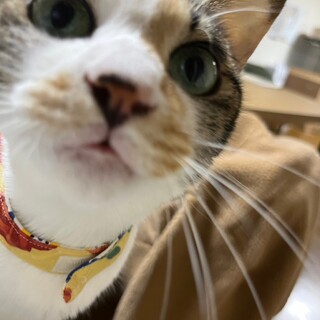 甘えん坊の甘茶ちゃん【飛騨】