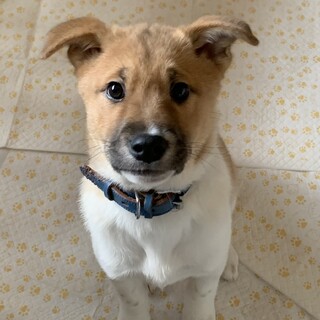 子犬のイルくんの家族募集！