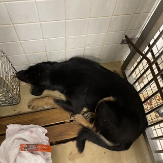 処分対象です。収容期限1/30朝迄