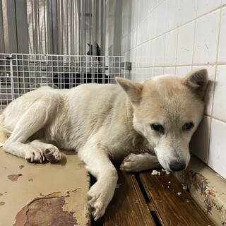 処分対象です。収容期限1/27朝迄