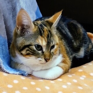 フワフワせとかちゃん、家族募集中