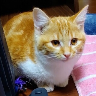 フワフワみはや君、家族募集中