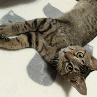 ずっとのおうち決定！甘えん坊 マクワウリくん☆