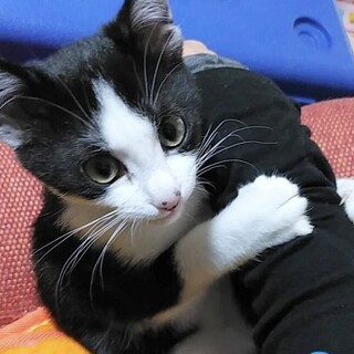 募集停止。元気なアーニャちゃん