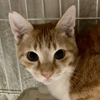 あなたに寄り添いたい。素直で可愛いカケルくん。