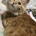 里親募集中　猫