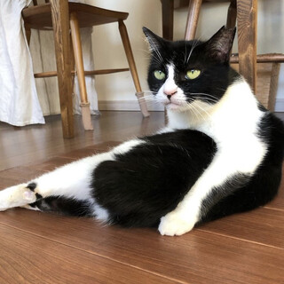 奄美から来ました✨表情豊かなのんびり甘えん坊さん