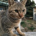 3匹の半野良猫たちのパートナーを募集しています