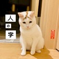 【額の模様が個性的】白とび三毛のはちみつちゃん