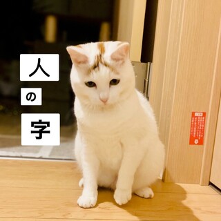 【額の模様が個性的】白とび三毛のはちみつちゃん