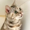 アメリカンショートヘア　マコちゃん（血統書付） サムネイル6