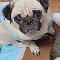 元気いっぱい甘えん坊くうちゃん⭐️パグ