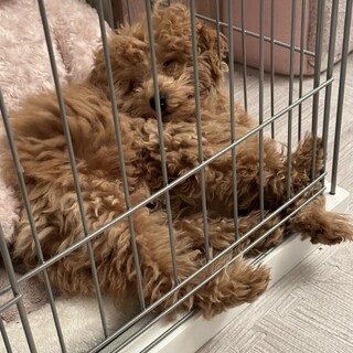 里親様きまりました。