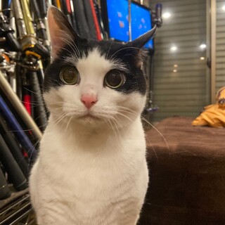 里親募集！とっても人懐こい猫