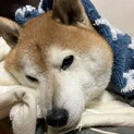 甘えん坊な柴犬　たるおくん