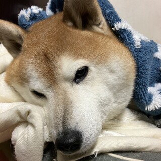 甘えん坊な柴犬　たるおくん
