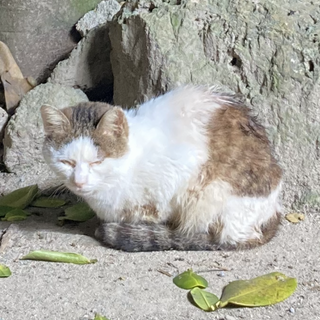 助けてください！沖縄で保護してもらいました