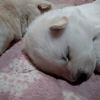 引き渡しは少し先、2ヶ月過ぎてからになります。