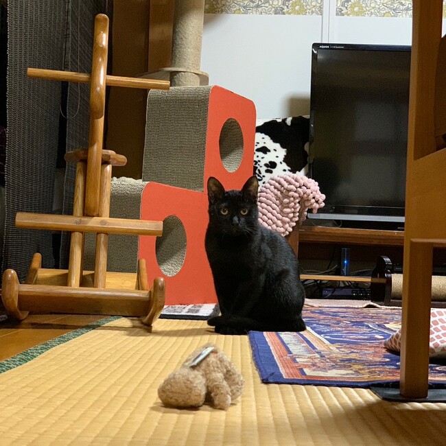 shippo⭐︎のカバー写真