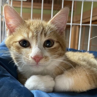 里親決定。茶白のキング君3ヶ月半