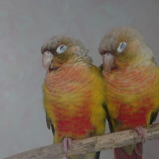 ウロコの兄弟 里親さん募集