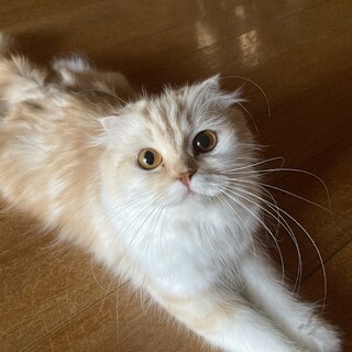 スコティッシュフォールド　3歳10ヶ月