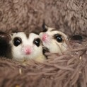 仲良いフクロモモンガ2匹です。